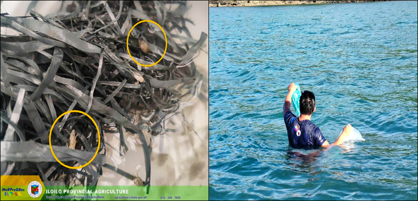 4,896 Crab Instar Released In Sitio Looc, Polopiña, Concepcion